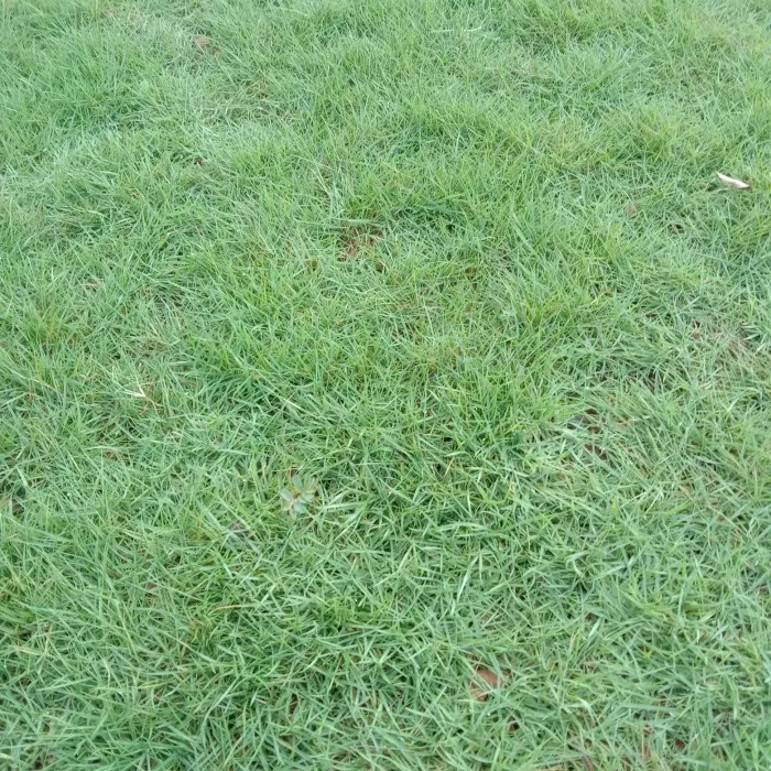 rumput jepang peking_2